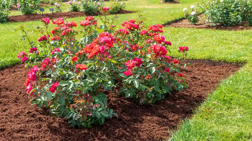 Fresh mulch applied around garden beds - weed control and moisture retention